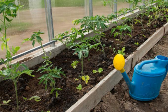 Pristávacie paradajka sadeníc v skleníku. Ilustrácie pre článok je určený pre štandardné licencie © ofazende.ru