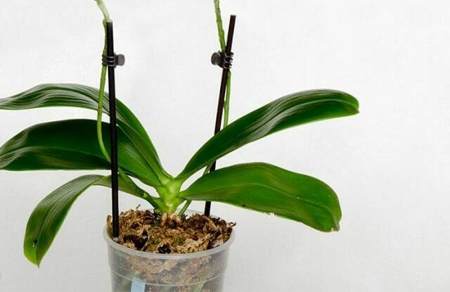 Orchidey vtrhli do nášho života a rýchlo získal popularitu
