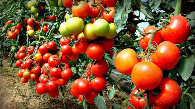 Staré babičky metóda bez chémie, čo pomohlo zvýšiť počet vaječníkov na paradajkách