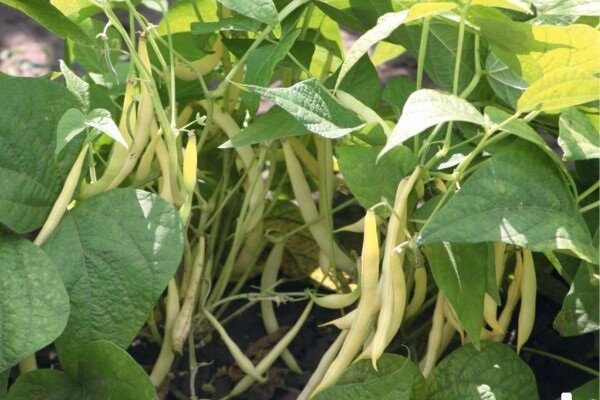 Tajomstvo pestovania fazuľa v záhrade, s ktorým môžete získať dobrú úrodu