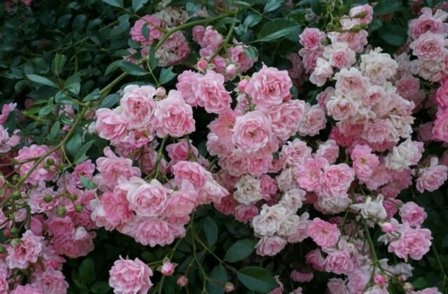 Pôdopokryvné ruže kvitnú na natáčanie rôznych vekových