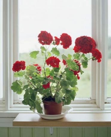 Päť krásnych izbových rastlín, prináša bohatstvo znamenie
