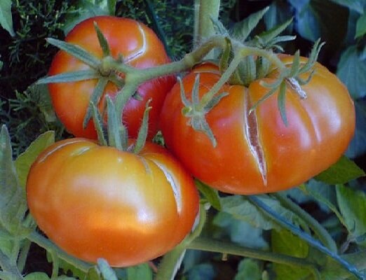 2 Chyba pri pestovaní rajčín, pretože z ktorých plody začínajú praskať