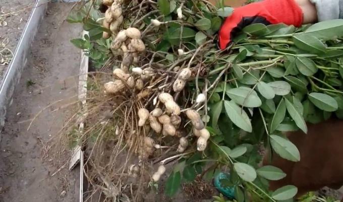 Ako pestovať arašidy na posteli a získať dobrú úrodu