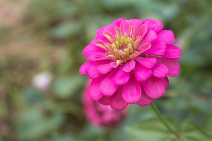 Rastieme Cínia: päť dôvodov pre popularitu kvetín