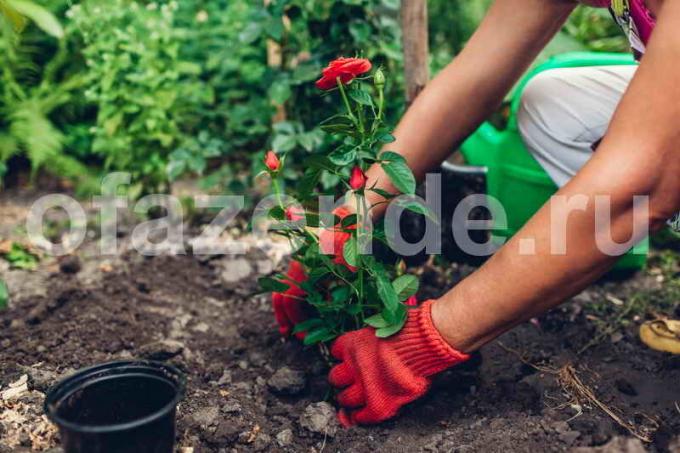 Pestovanie ruží. Ilustrácie pre článok je určený pre štandardné licencie © ofazende.ru