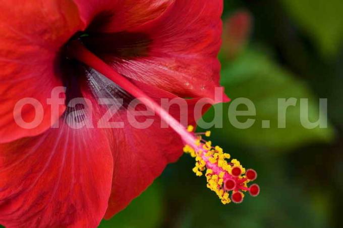Hibiscus (Čína ruža) nemá kvetu, alebo dať len pár púčiky. Keď ju proste pomoct!
