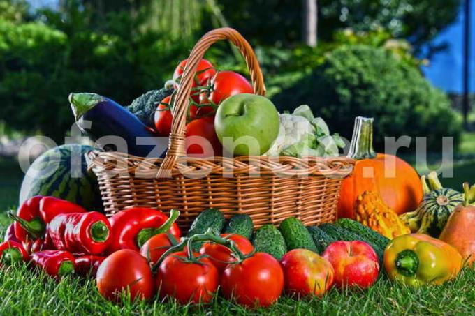 Úroda zeleniny. Ilustrácie pre článok je určený pre štandardné licencie © ofazende.ru