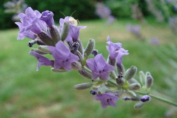 Lavender vlnený