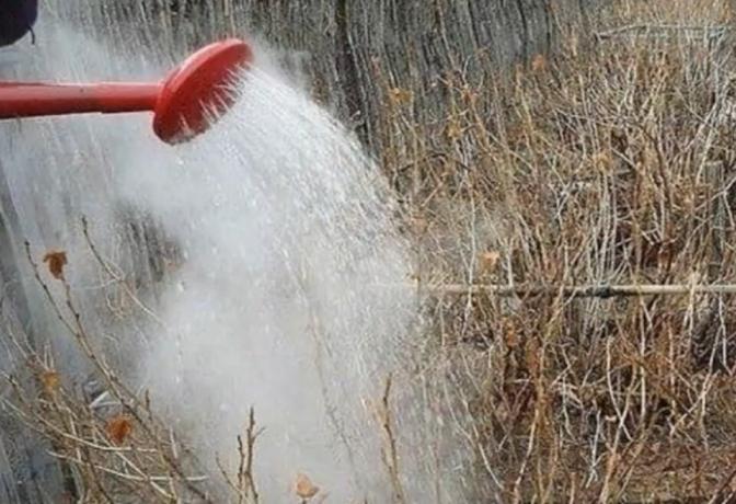 Prečo skúsení záhradníci na jar vriacej vody nalial cez ríbezlí