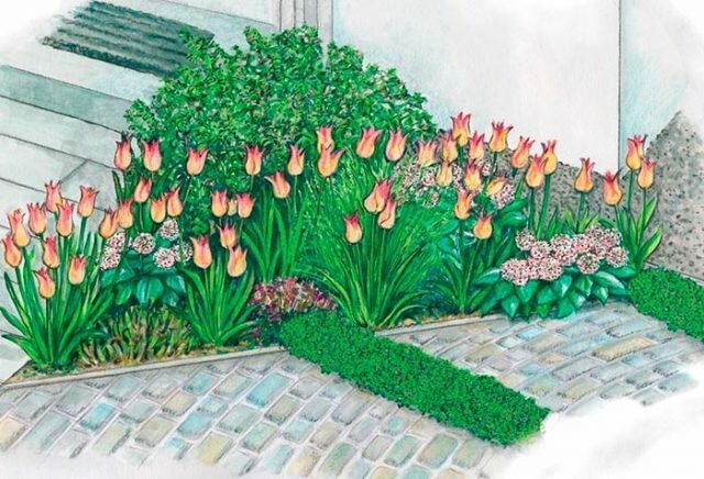 Ako krásne tulipány vysadená na pozemku + fotky