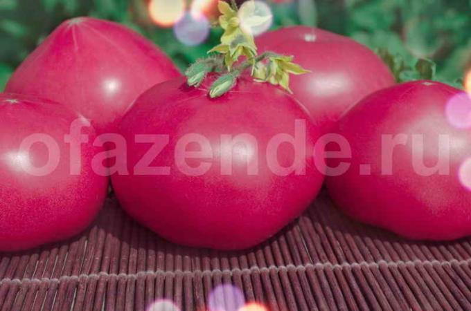 Klasické ružové paradajky. Ilustrácie pre článok je určený pre štandardné licencie © ofazende.ru