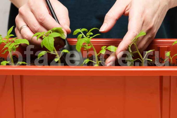 Semenáčiky paradajky. Ilustrácie pre článok je určený pre štandardné licencie © ofazende.ru