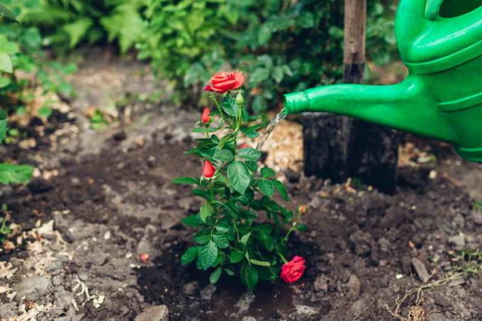 Starostlivosť o sadenice ruží. Ilustrácie pre článok je určený pre štandardné licencie © ofazende.ru