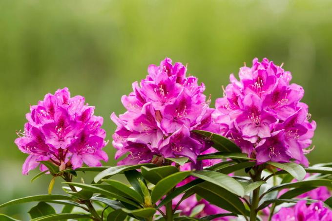 Kvitnúce rododendrony. Ilustrácie pre článok je určený pre štandardné licencie © ofazende.ru
