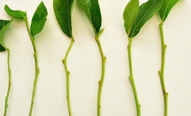 Osobná skúsenosť: Ako sa množiť rastliny zelené rezne trudnoukorenyaemye