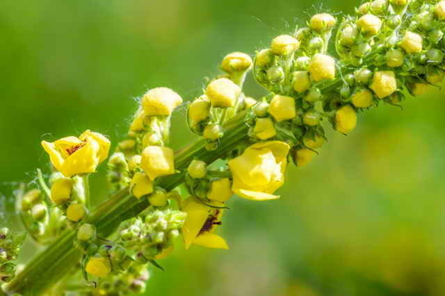 Semi-evergreen trváca so žltými kvetmi