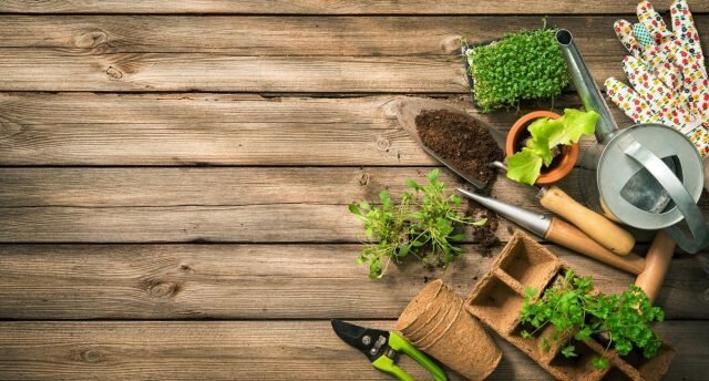 9 vecí pre pestovanie sadeníc, je potrebné si pripraviť od jesene