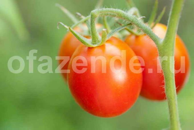Pestovanie paradajok. Ilustrácie pre článok je určený pre štandardné licencie © ofazende.ru