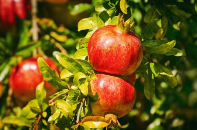 Pestovanie semená granátového jablka. Ilustrácie pre článok je určený pre štandardné licencie © ofazende.ru