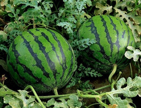Ako pestovať melóny v krajine a získať dobrú úrodu