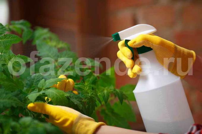 Hnojiť paradajky. Ilustrácie pre článok je určený pre štandardné licencie © ofazende.ru