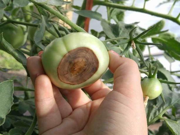 Ako zabrániť vzniku pestovala zelenina apikální hniloby paradajok