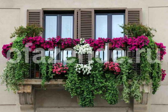 Kvetná záhrada na balkóne s rukami: Tipy záhradkári