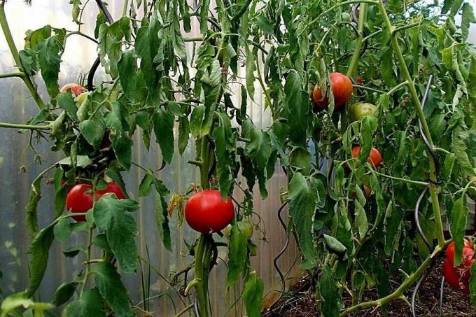 Hlavné chyby pri pestovaní rajčín, z ktorých, pretože výťažok môže byť významne znížená