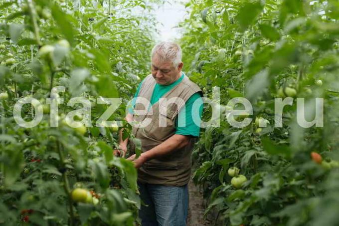 Pestovanie paradajok. Ilustrácie pre článok je určený pre štandardné licencie © ofazende.ru