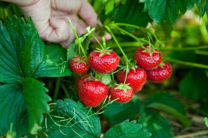 Uistite sa, že hnojiť jahody. Ilustrácie pre článok je určený pre štandardné licencie © ofazende.ru