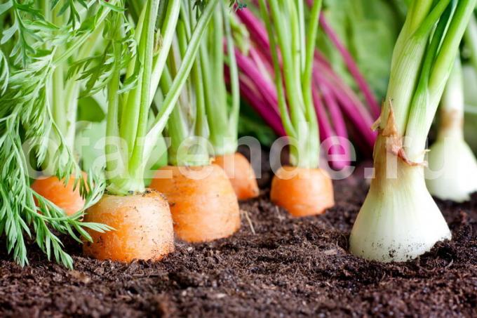 Spoločné pestovanie zeleniny. Ilustrácie pre článok je určený pre štandardné licencie © ofazende.ru