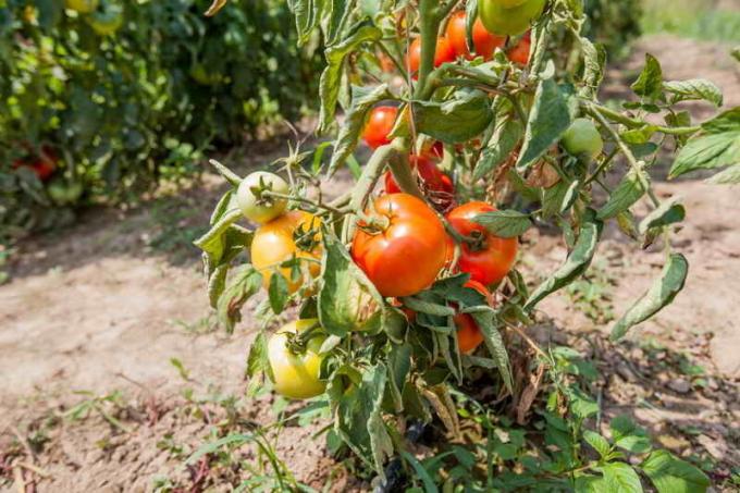 Nedostatok pasynkovaniya v paradajkách. Ilustrácie pre článok je určený pre štandardné licencie © ofazende.ru