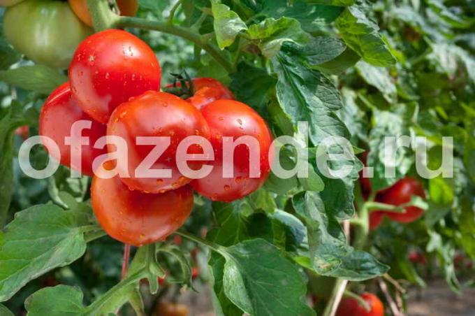 Skoré odrody paradajok. Ilustrácie pre článok je určený pre štandardné licencie © ofazende.ru