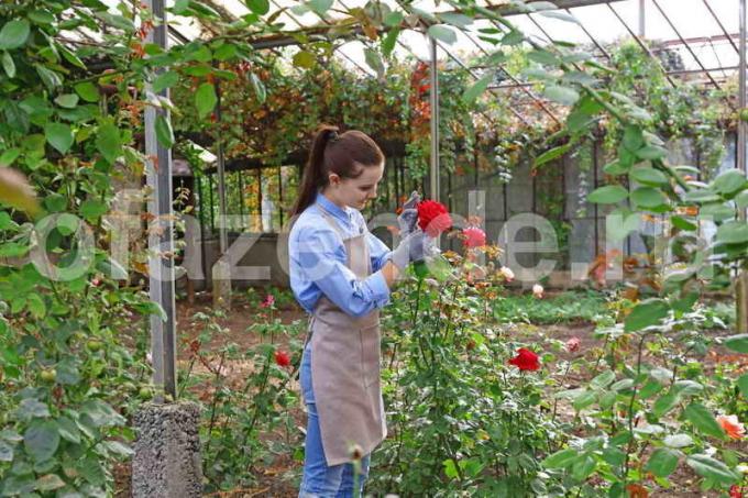 Pestovanie ruží. Ilustrácie pre článok je určený pre štandardné licencie © ofazende.ru