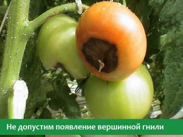 Blossom pleseň na paradajkách (Foto z otvorených internetových zdrojov)