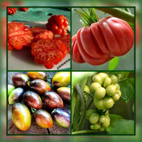 5 najneobvyklejší a chutné paradajok odrody pre vašu záhradu