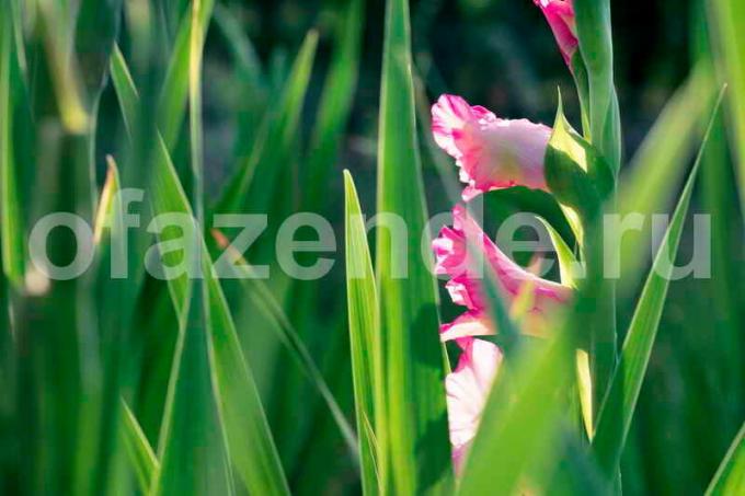 Rastúce Gladiolus. Ilustrácie pre článok je určený pre štandardné licencie © ofazende.ru