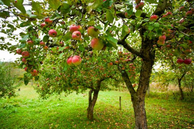 Mnohí záhradkári sa stretávajú s týmto problémom, keď sa jablká zhniť na jablko. Ilustrácie pre článok je určený pre štandardné licencie © ofazende.ru