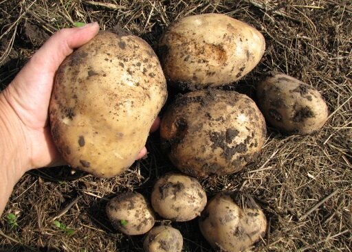 Ako som pestovať zemiaky na svojom pozemku, a vždy mať dobrú úrodu