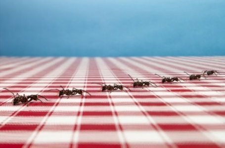 Mravenčie chodníčky