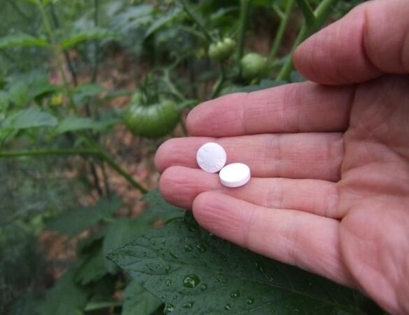 Ako zvýšiť produktivitu a ošetrenie rastlín proti múčnatke pomocou aspirín