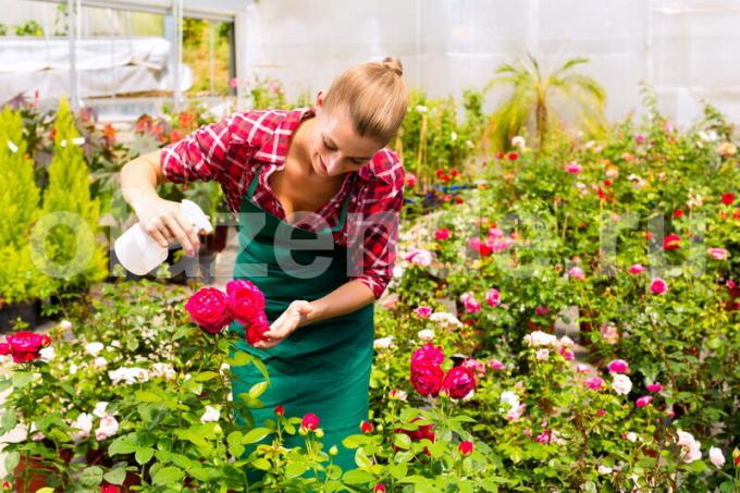 Rose rezne - jednoduchý spôsob, ako z vegetatívneho množenia