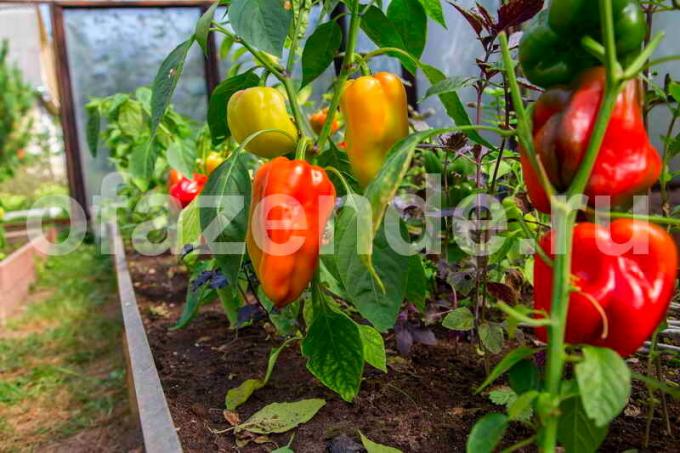 Pestovanie papriky. Ilustrácie pre článok je určený pre štandardné licencie © ofazende.ru
