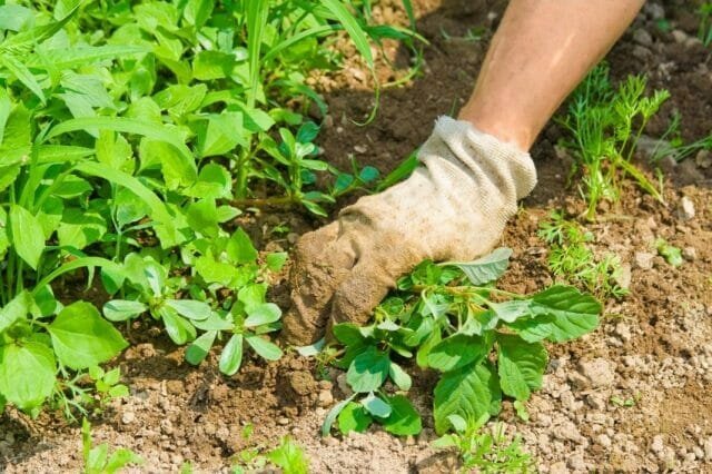 Weed ovládanie pod kríkmi Tips záhradkárov