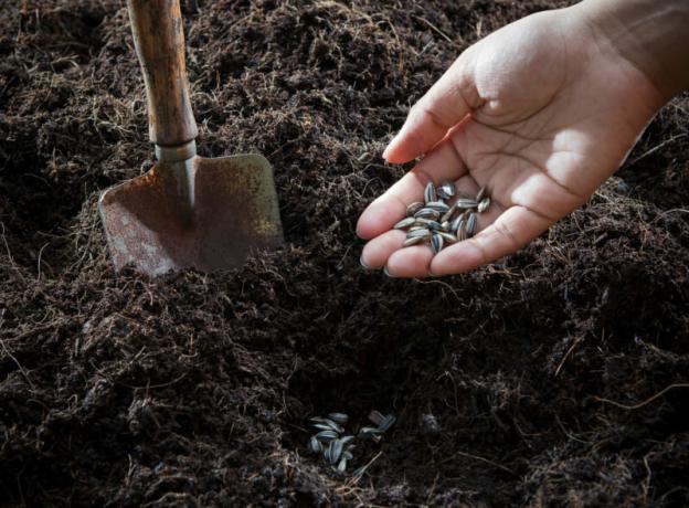 Pôda a semená pripravená na pestovanie. Ilustrácie pre článok je určený pre štandardné licencie © ofazende.ru