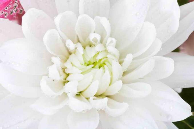 Výber chryzantémy v kvetináči, je potrebné dať prednosť zariadenie s lignified spodnej časti stoniek. Ilustrácie pre článok je určený pre štandardné licencie © ofazende.ru