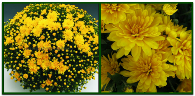 Guľová chryzantémy - ideálne riešenie pre tých, ktorí chcú vidieť svoje stránky luxusne kvitnú až do mrazov