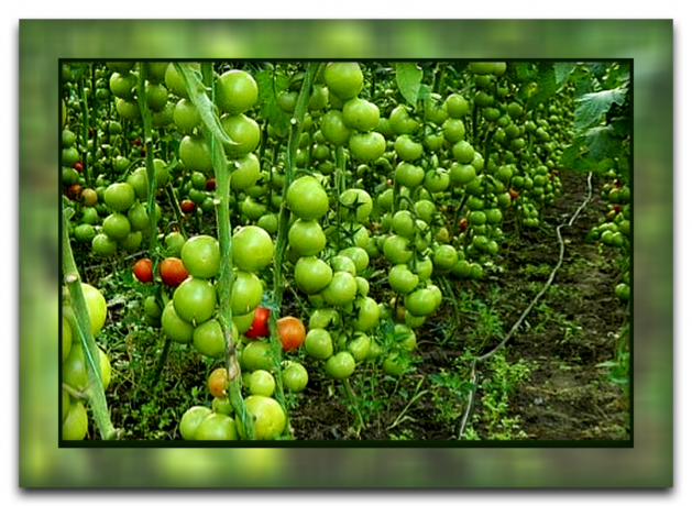 Ako a prečo sa oddeliť listy paradajok, že dostanete veľkú úrodu, a preto je táto metóda tak populárne