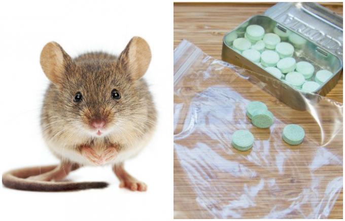  Neočakávané a efektívny spôsob, ako sa zbaviť myší v dome